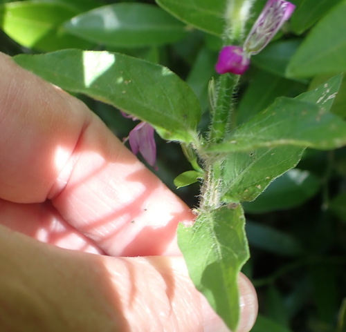 Image of Dicliptera cernua by (c) Nicola van Berkel, some rights reserved (CC BY-SA)