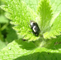 Tritomegas bicolor