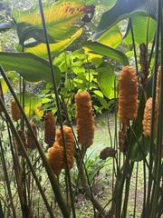 Calathea crotalifera image