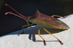 Plinachtus imitator
