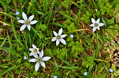 Ornithogalum umbellatum