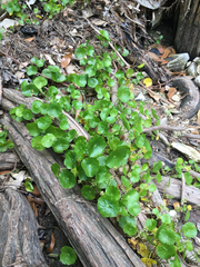 Hydrocotyle tribotrys