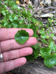Hydrocotyle tribotrys
