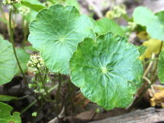 Hydrocotyle tribotrys