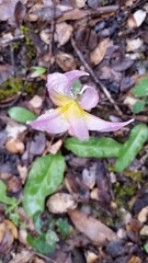 Erythronium helenae