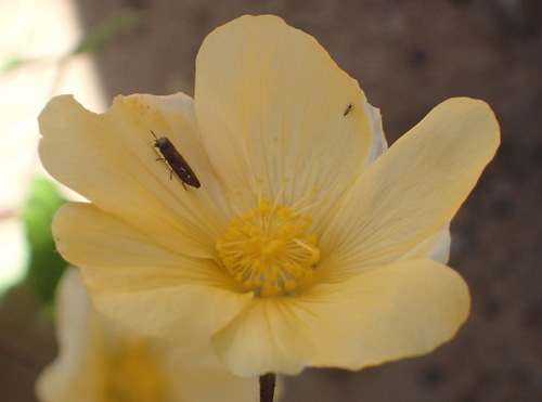 Image of Abutilon sonneratianum by (c) Nicola van Berkel, some rights reserved (CC BY-SA)