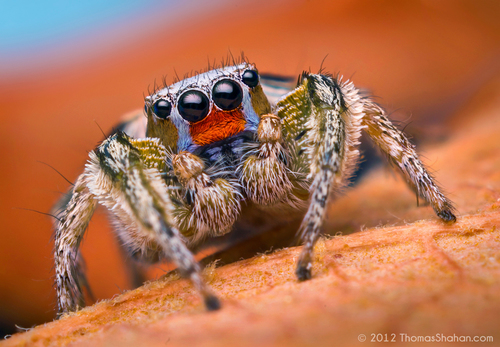 Habronattus virgulatus Griswold, 1987