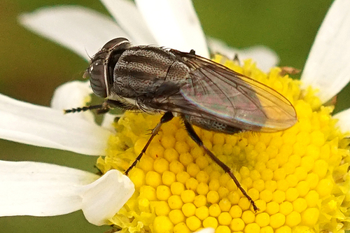 Locust Blowfly