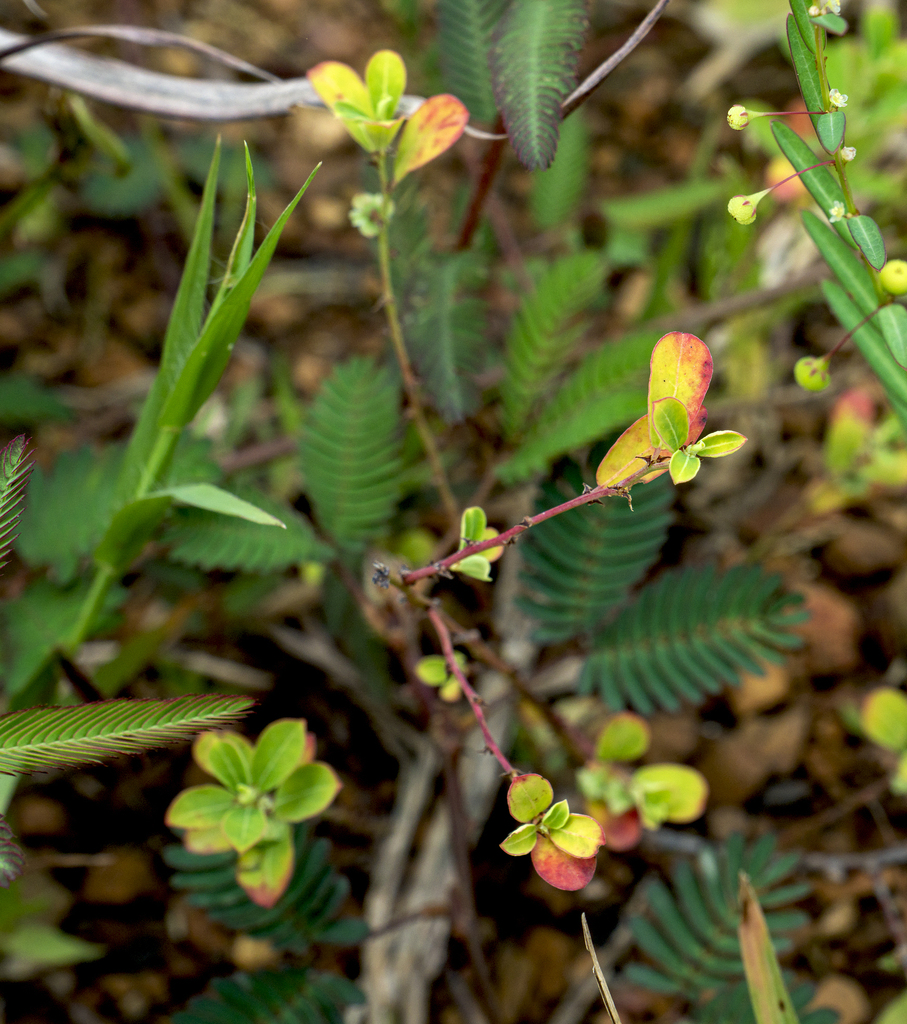 Diok Tree dicots from Muak Lek, Muak Lek District, Saraburi, Thailand on August ...
