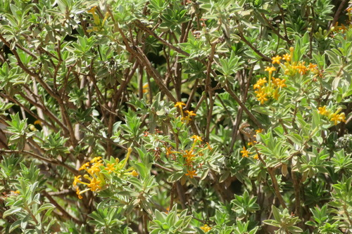 Fever Curryflower (Lasiosiphon meisnerianus)