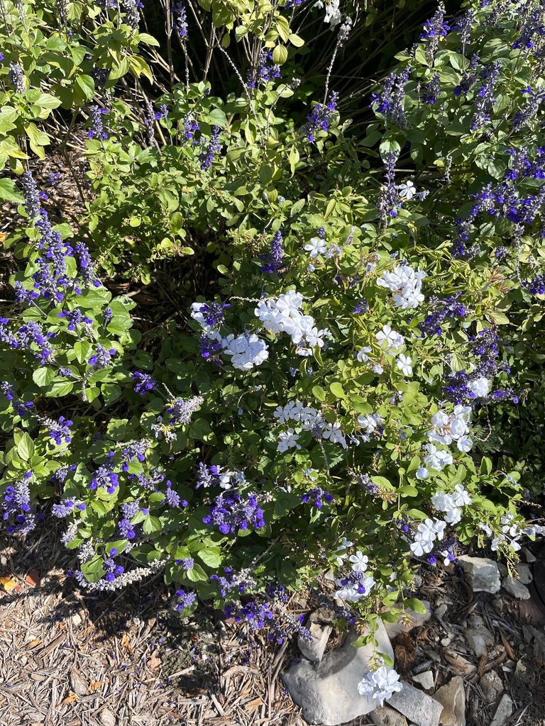 blue plumbago from Northwest Crossing, San Antonio, TX 78250, USA on
