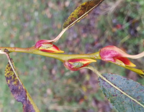 vŕba lykovcová (Salix daphnoides)