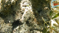 Apogon maculatus