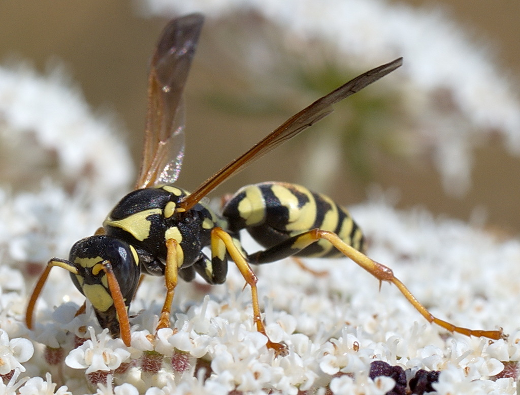 Mongolian Paper Wasp