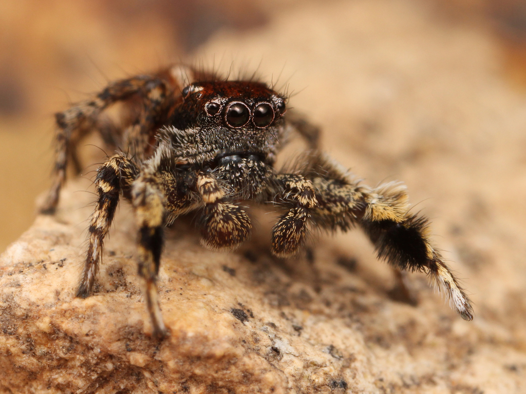 Habronattus peckhami
