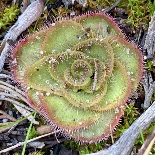 Drosera zonaria