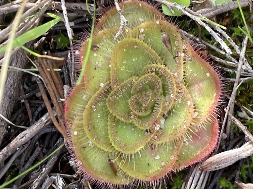 Drosera zonaria