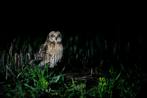 Búho campestre (Asio flammeus)