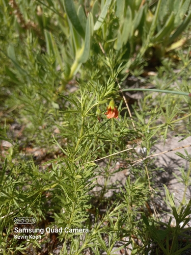 Image of Hermannia angustibracteata by (c) kevin koen, some rights reserved (CC BY-SA)