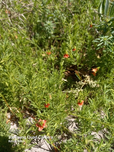 Image of Hermannia angustibracteata by (c) kevin koen, some rights reserved (CC BY-SA)
