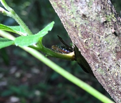 Dilobopterus quinquesignatus