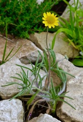 Tetraneuris linearifolia