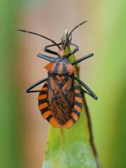 Spartocera pantomima