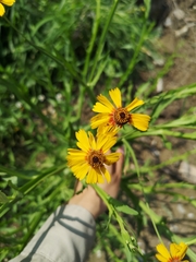 Helenium amphibolum