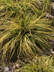 Carex oshimensis