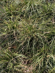 Carex oshimensis