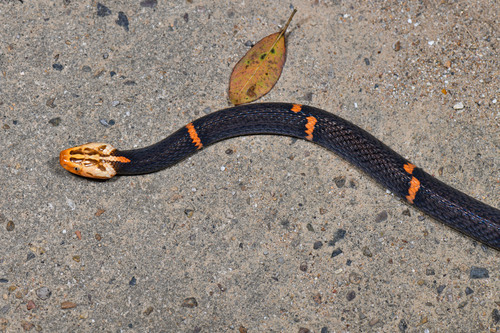 Photo of a Fea Viper (Azemiops feae)