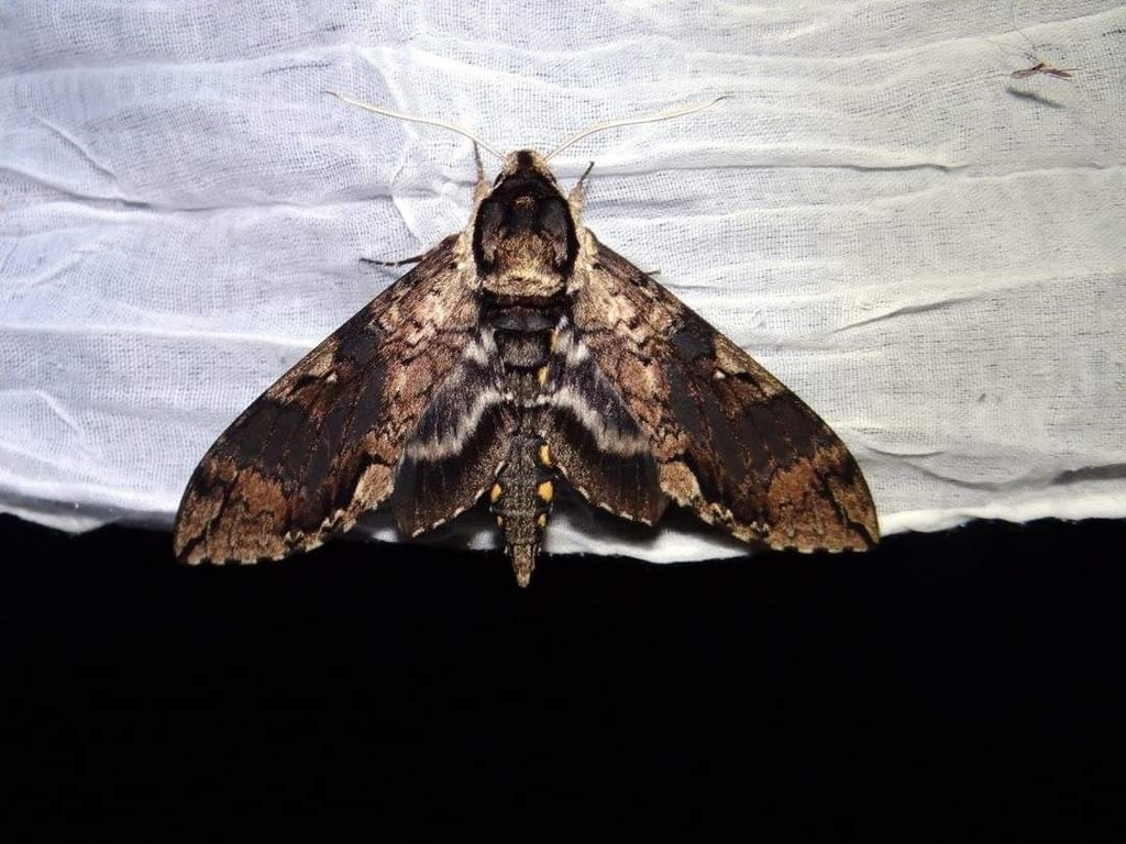 Manduca morelia