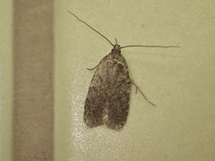 Agonopterix heracliana