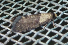 Napecoetes chrysomitra