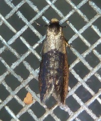 Napecoetes chrysomitra