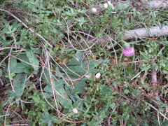 Carduus defloratus crassifolius