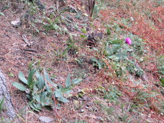 Carduus defloratus crassifolius