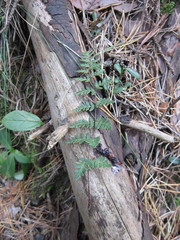 Paragymnopteris marantae marantae