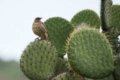 Toxostoma curvirostre