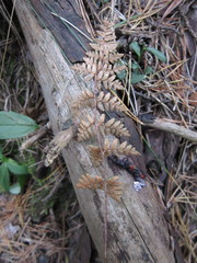 Paragymnopteris marantae marantae