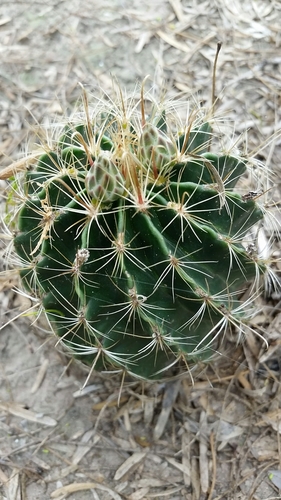 Miniature Barrel Cactus
