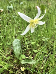 Erythronium multiscapideum