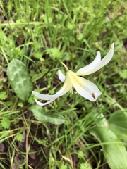 Erythronium multiscapideum