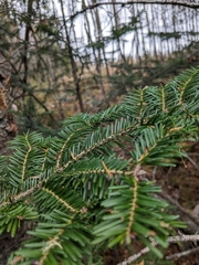 Abies balsamea image