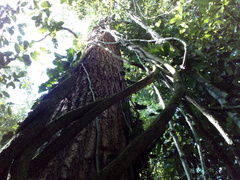 Bignonieae