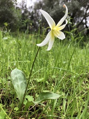 Erythronium multiscapideum