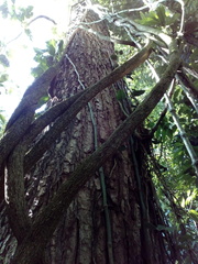 Bignonieae