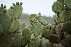 Toxostoma curvirostre