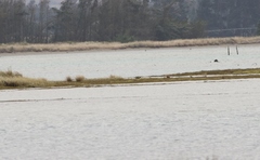 Himantopus novaezelandiae