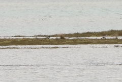 Himantopus novaezelandiae